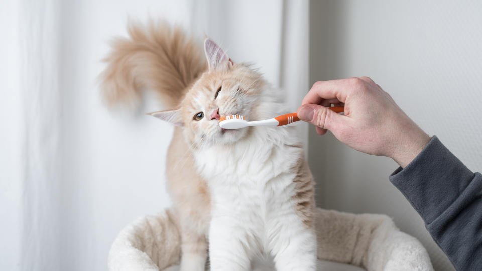 cat brushing teeth