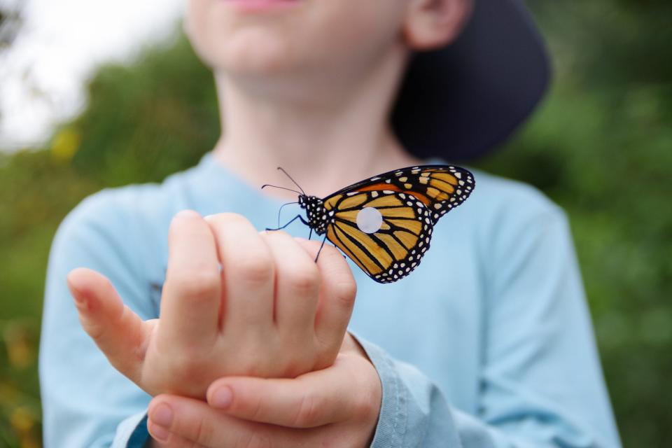 Wear your butterfly costumes and learn about pollinators at the Monarch Festival, happening Saturday at Cincinnati Zoo & Botanical Garden.