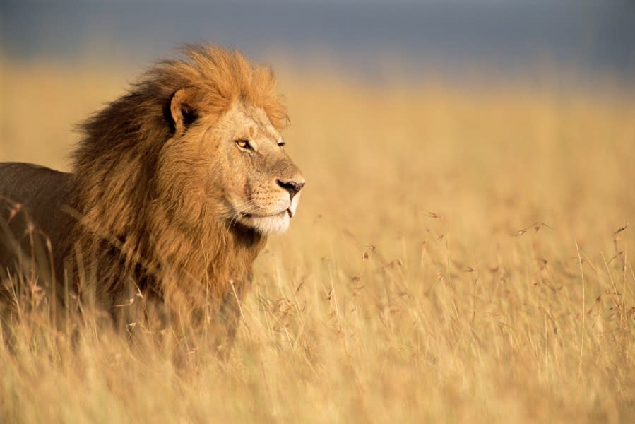 Masai Mara National Reserve, Kenya.