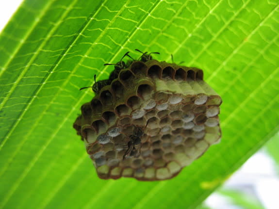 A nest under a leaf in a Costa Rican botanical garden shows socially interacting wasps (<i>Protopolybia exigua</i>).