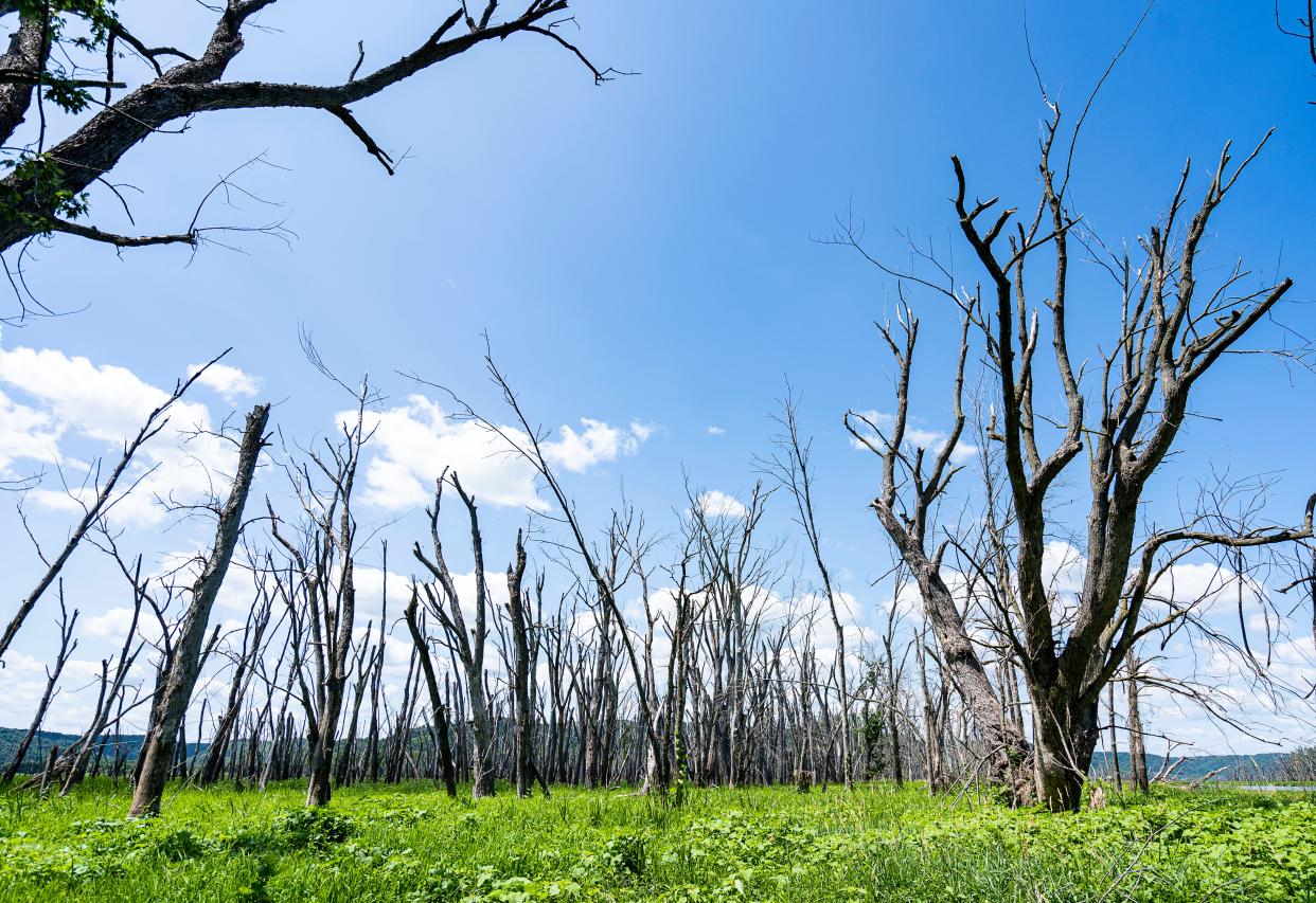 A group of dead trees stand along the Mississippi River at Reno Bottoms, a wildlife area near the border between Minnesota and Iowa, on July 18. The upper Mississippi River has lost nearly half of its floodplain forest cover since the late 1800s.