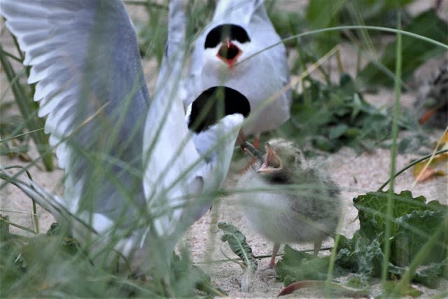 Arctic terns at Long Nanny