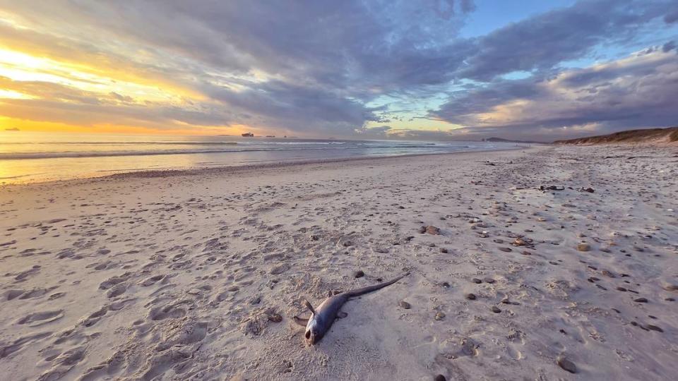 Thresher sharks typically like warmer, deep water, but this juvenile found it’s way to a South African beach.