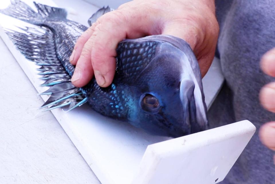 Anglers head out to sea aboard The Gambler fishing vessel in Point Pleasant Beach for a half day adventure. They are after summer flounder, or fluke, and black sea bass, like this one.