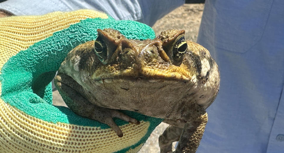 Council worker wearing green and yellow glove holding toxic cane toad. 