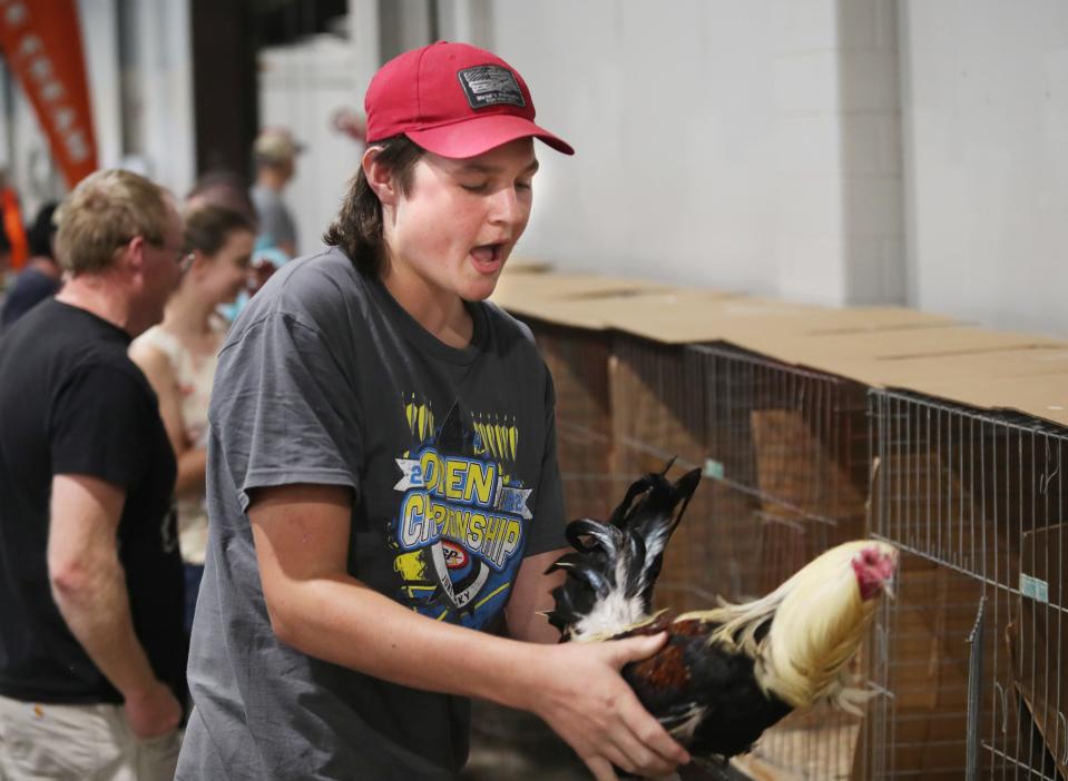 Sam Lamb removes a bird at the end of the Rooster Crowing contest this year at the Kentucky State Fair.Aug. 18, 2022