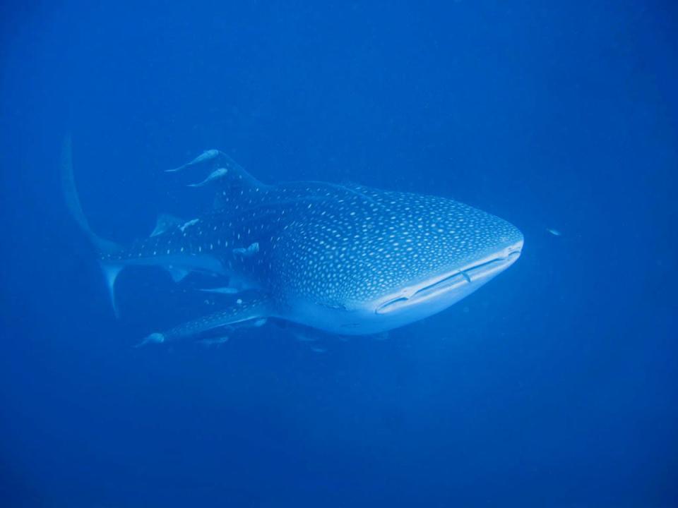 <span class="caption">It's OK, I'm a filter feeder: Whale shark off Indonesia.</span> <span class="attribution"><a class="link " href="https://flic.kr/p/8jtUkk" rel="nofollow noopener" target="_blank" data-ylk="slk:Marcel Ekkel/Flickr;elm:context_link;itc:0;sec:content-canvas">Marcel Ekkel/Flickr</a>, <a class="link " href="http://creativecommons.org/licenses/by/4.0/" rel="nofollow noopener" target="_blank" data-ylk="slk:CC BY;elm:context_link;itc:0;sec:content-canvas">CC BY</a></span>