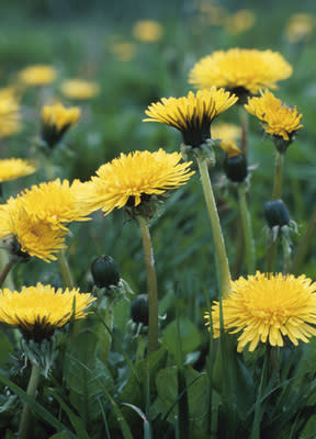 Dandelions