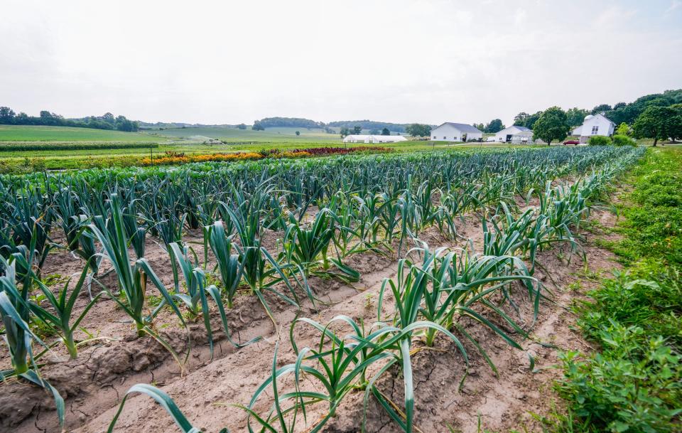 A variety of certified organic produce and flowers are grown at Gwenyn Hill Farm in Waukesha as seen on Tuesday, August 7, 2023.