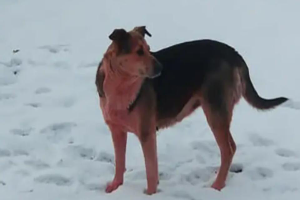 Los perros cambiaron su color de pelo producto de los químicos del lugar. Fuente: Eas2West News