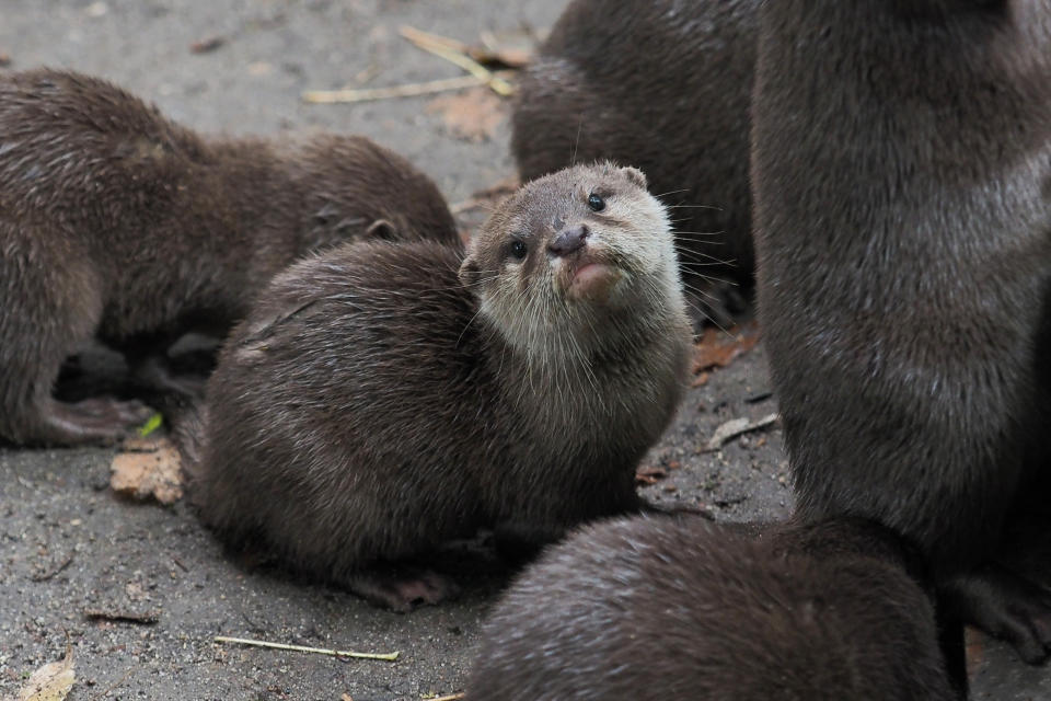 The drive for cute selfies with otters could be posing an existential threat to the silky mammal, animal protection groups warn. 