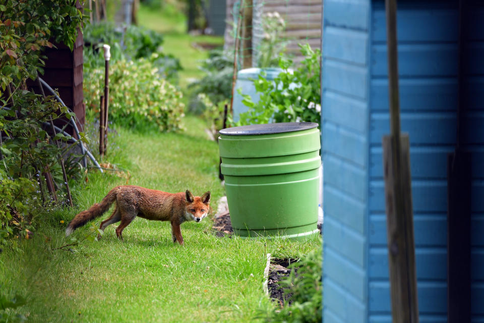 A fox enjoys an allotment to himself during an afternoon in Earlsfield as the UK continues in lockdown to help curb the spread of the coronavirus.