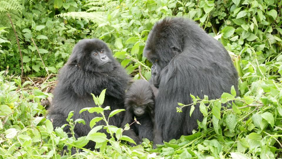 Young gorillas live with their parents as part of larger social groups. Dian Fossey Gorilla Fund