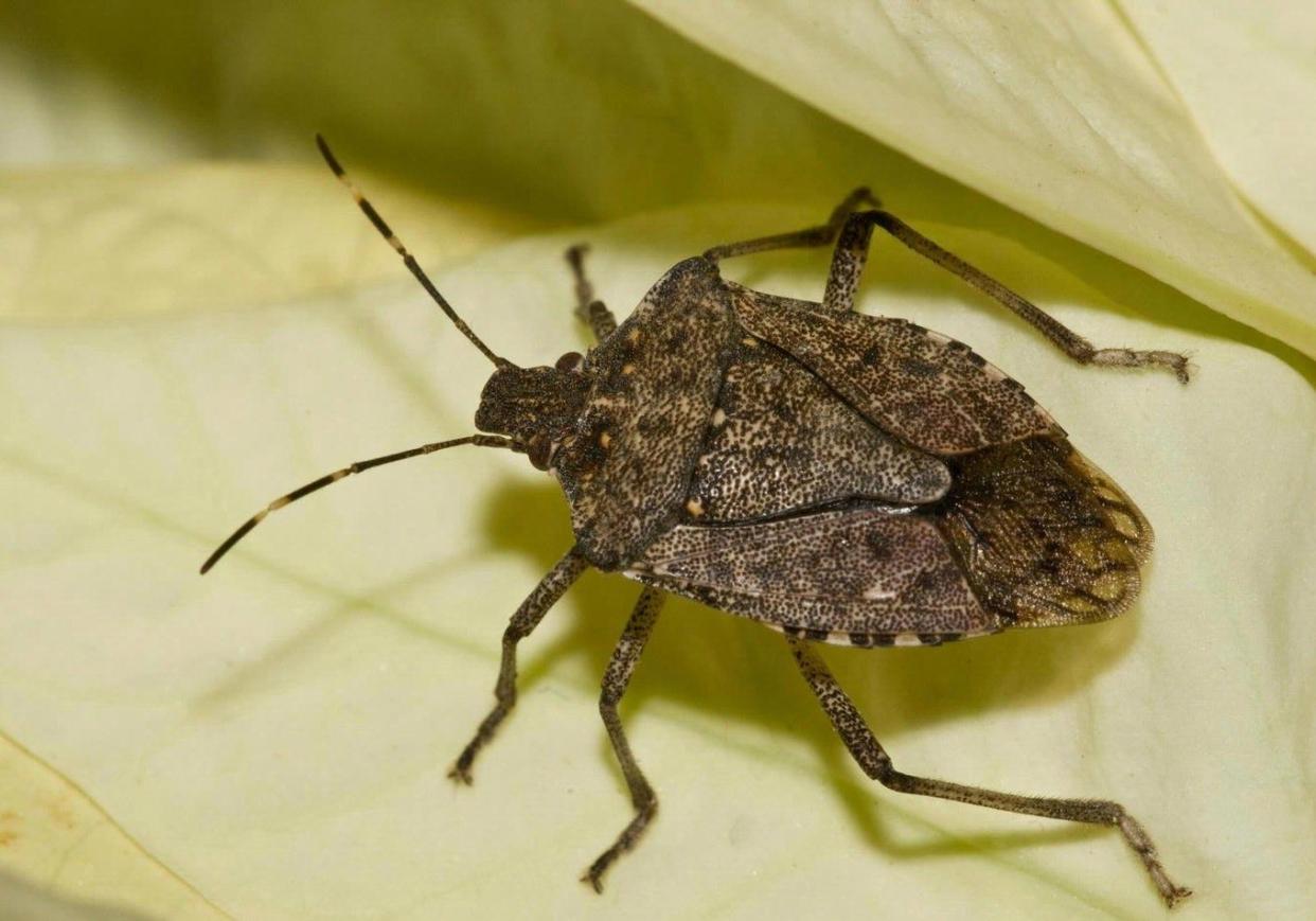 Brown marmorated stink bugs are an unwelcome sight inside the home.