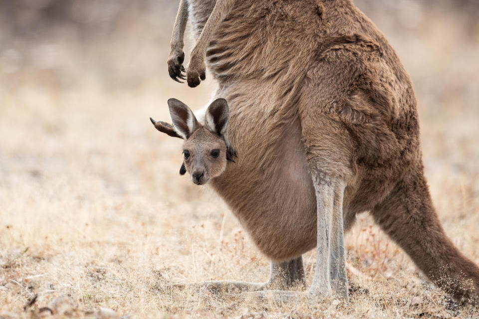 A kangaroo with a baby in their pouch