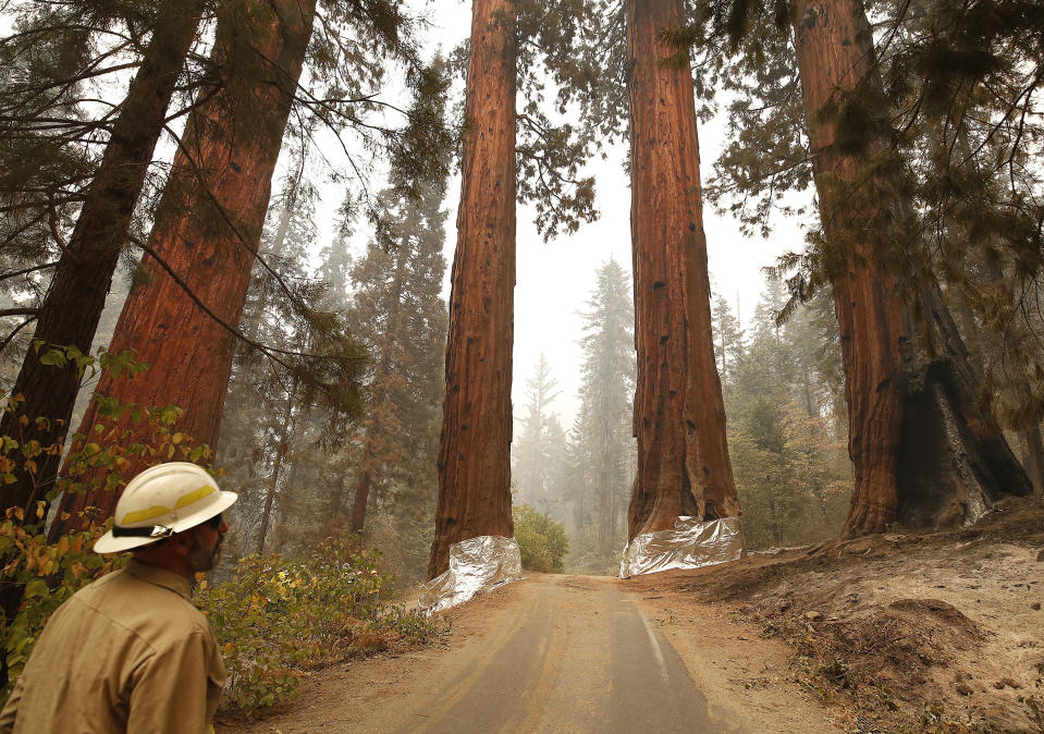 Ed Christopher, Deputy Fire Director at U.S. Fish and Wildlife Service, looks over the Four Guardsmen at the entrance to General Sherman at Sequoia National Park, Calif., Wednesday, Sept. 22, 2021. The Four Guardsmen were wrapped by structure wrap to protect them from fires along with General Sherman. (AP Photo/Gary Kazanjian)