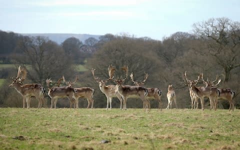 Deer graze in the grounds and estate of Knepp Castle - Credit: Christopher Pledger