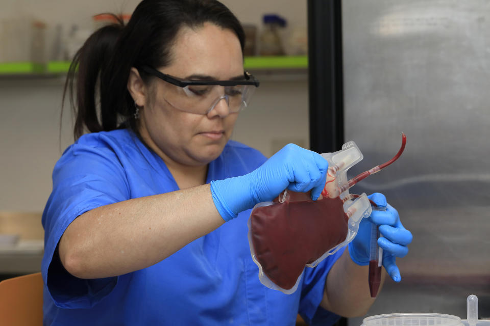 A scientist fills a tube with human blood to be fed to the female mosquitoes bred at the World Mosquito Program’s factory in Medellin, Colombia, Thursday, Aug. 10, 2023. Scientists are breeding mosquito to carry the bacteria Wolbachia, which interrupts the transmission of dengue. (AP Photo/Jaime Saldarriaga)