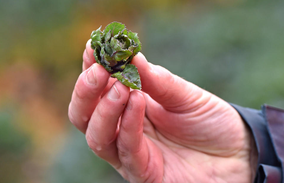 ‘Kalettes’, a kale-sprout hybrid, could be coming to a Christmas dinner table near you