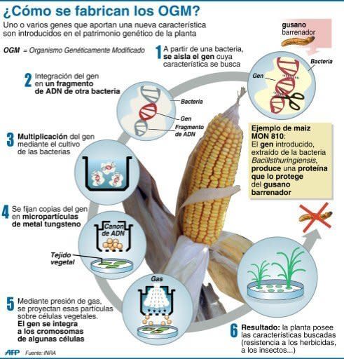 Ficha de explicación del proceso de fabricación de los OGM (AFP | ls/pp)