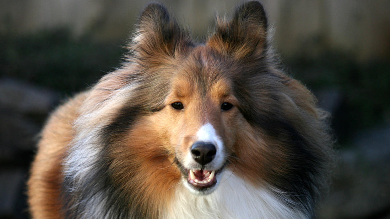 Shetland Sheepdog