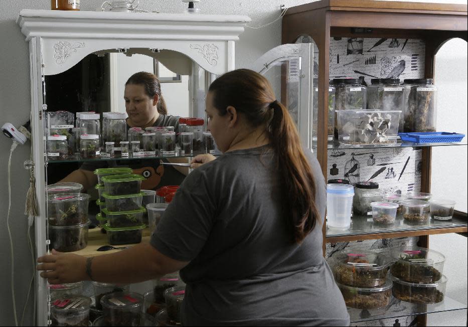 In this photo taken Friday, Oct. 4, 2013, Nurse Dee Reynolds cares for her 50 tarantulas at her home in Los Angeles. Tarantulas are the heaviest, hairiest, scariest spiders on the planet. They have fangs, claws and barbs. They can regrow body parts and be as big as dinner plates, and the females eat the males after mating. But there are many people who call these creepy critters a pet or a passion and insist their beauty is worth the risk of a bite. (AP Photo/Damian Dovarganes)