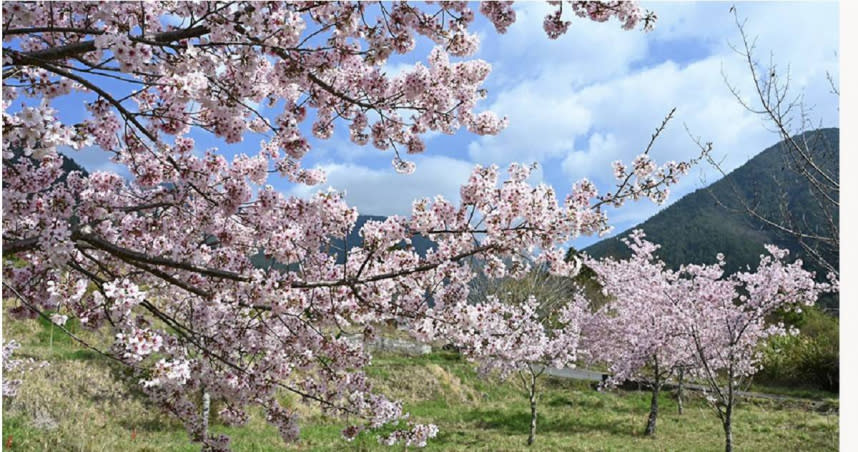 武陵櫻花季期間需申請通行證才能入園，卻有民眾疑似藉登山之名行賞櫻之實。（圖／臉書 武陵農場Wuling Farm）