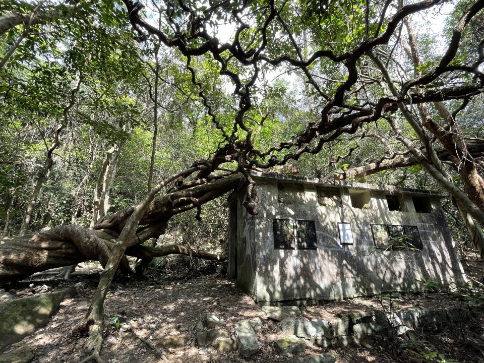 馬鞍山郊野公園行山地標「茅坪藤王」上月疑遭人惡意破壞，逾 10 條枝幹被鋸斷。部分被破壞位置在村校建築物之上，疑兇或曾攀爬「藤王」或建築物頂才可下毒手。（綠惜地球提供圖片）