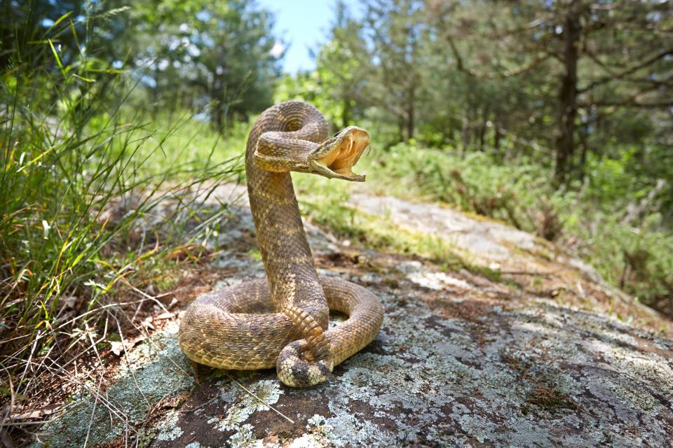 A snake's gland squirts venom out through the fangs when it strikes.