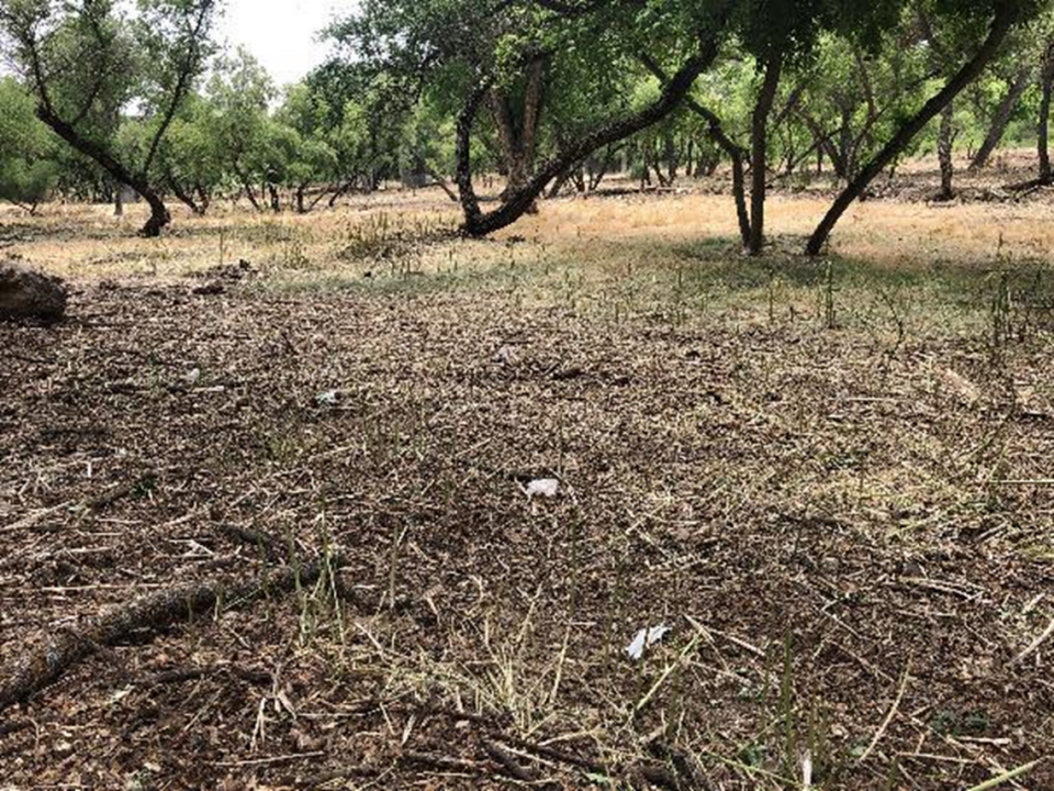 The thick vegetation that blanketed the area surrounding the Salinas Riverbed in Paso Robles is depleted after goats, sheep grazed on the wildfire fuel. 