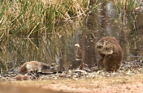 An injured Koala sits beside another dead koala on Kangaroo Island before being rescued on January 15, 2020 (AFP via Getty Images)