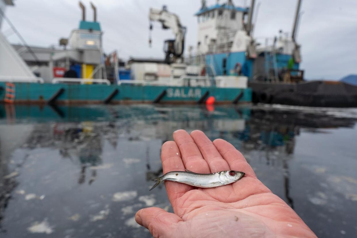 DFO data shows a large spike in the number of herring killed. The increase is related to hydrolicing, a process used to wash sea lice off farmed salmon. (Submitted by Clayoquot Action/Jérémy Mathieu - image credit)