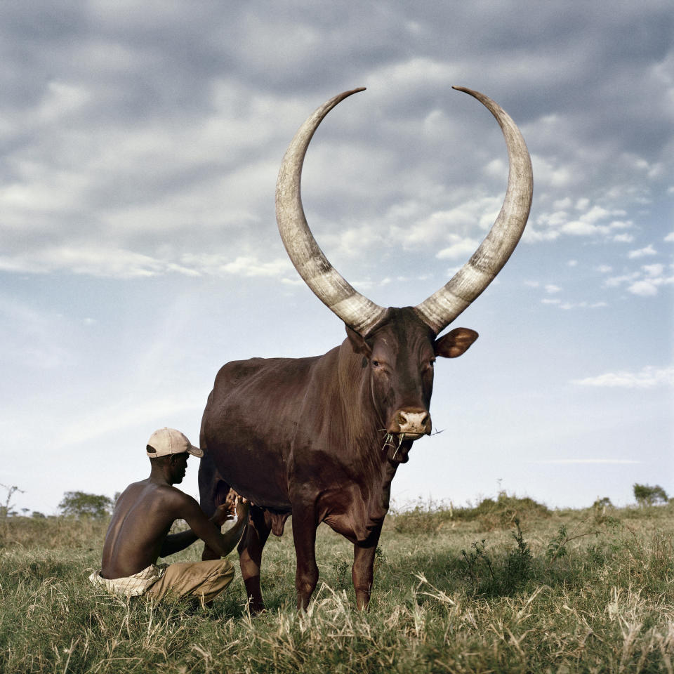 Ankole 3. Outside Mbarara, Kiruhura district, Western Region, Uganda, 2012