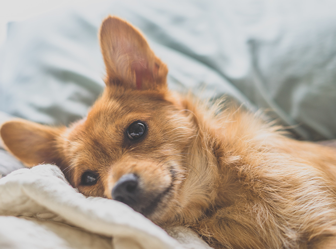 Should You Let Your Dog Sleep with You? 7 Benefits to Consider