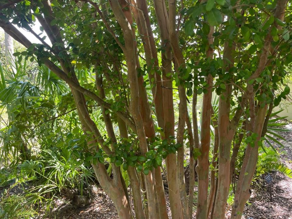 The distinctive ornamental bark of Simpson's stopper, which is also known for its fragrant flowers and bright berries.