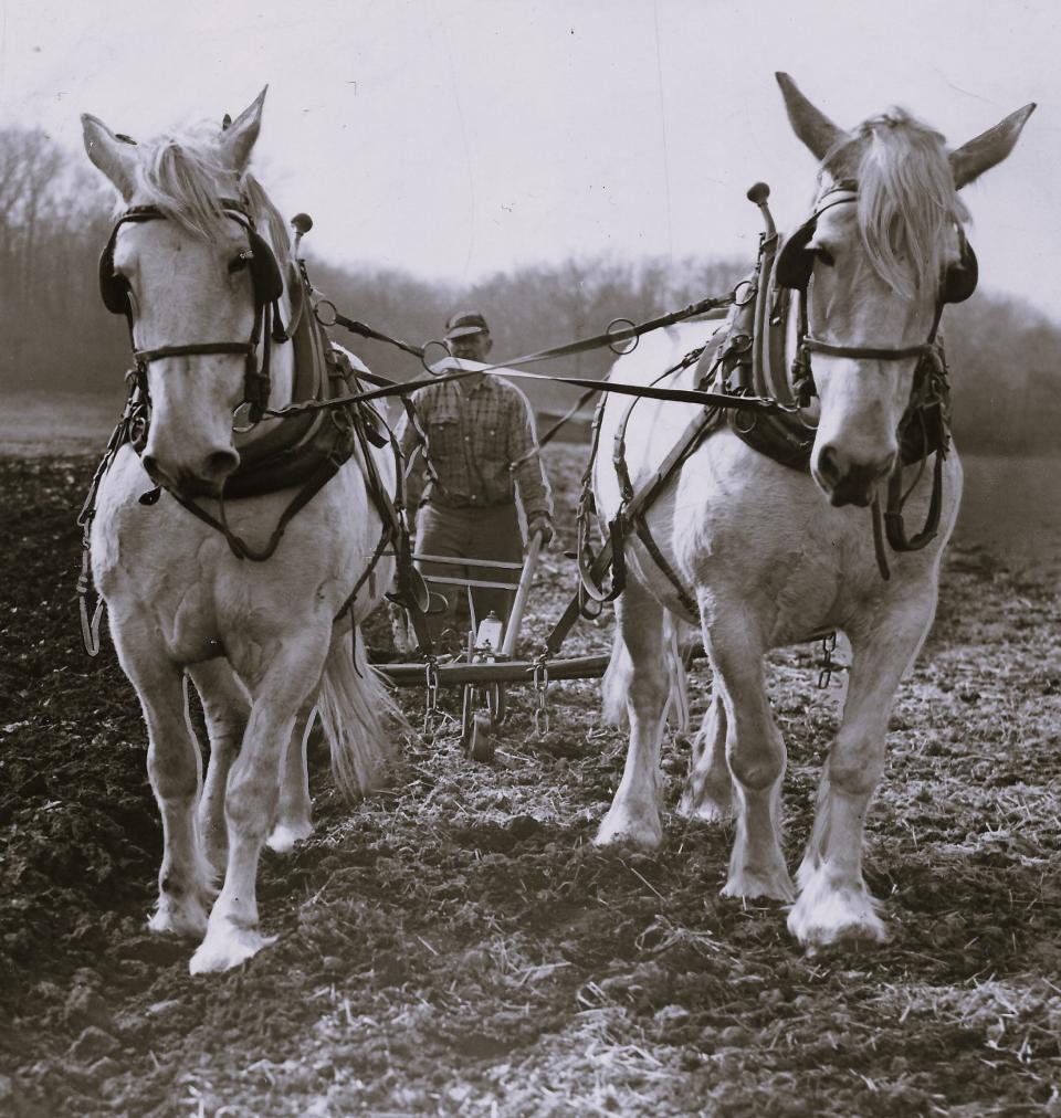 A USC professor worried in 1924 that horses would near extinction by 2024 after tractors and automobiles nudged them out of the way.