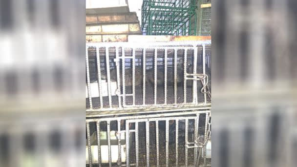 PHOTO: In photos shared exclusively with ABC News, caged raccoon dogs are seen being sold at the Wuhan wet market alongside poultry, rodents and snakes -- wildlife found in the same area of the market where positive Covid-19 samples were found in 2020. (Edward Holmes)