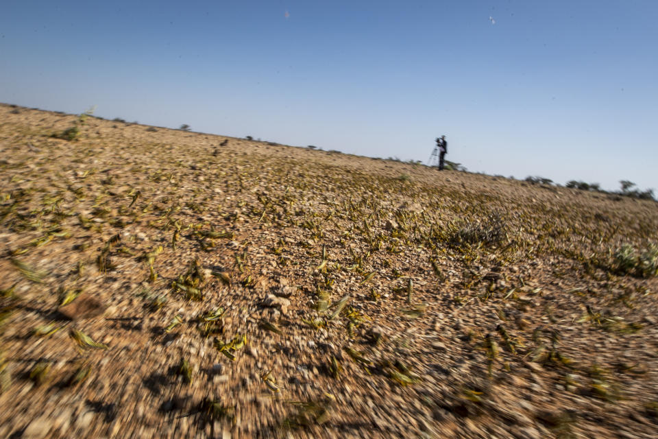 In this photo taken Tuesday, Feb. 4, 2020, young desert locusts that have not yet grown wings jump in the air as they are approached in the desert near Garowe, in the semi-autonomous Puntland region of Somalia. The desert locusts in this arid patch of northern Somalia look less ominous than the billion-member swarms infesting East Africa, but the hopping young locusts are the next wave in the outbreak that threatens more than 10 million people across the region with a severe hunger crisis. (AP Photo/Ben Curtis)