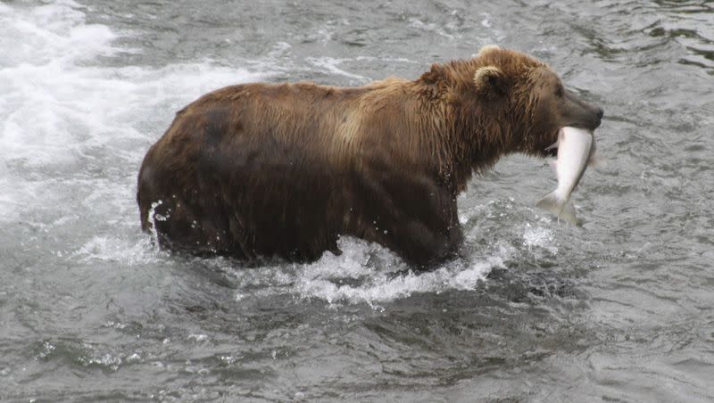 A brown bear walks to a sandbar to eat a salmon it had just caught at Brooks Falls in Katmai National Park and Preserve, Alaska on July 4, 2013. Fat Bear Week began Wednesday.