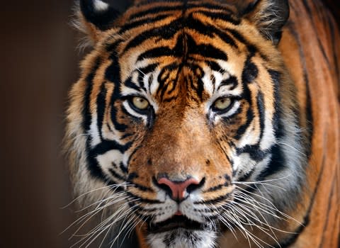 The world’s tiger population has fallen to fewer than 4,000 - Credit: GETTY