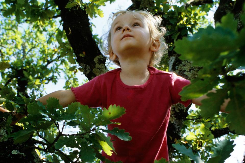 Killjoy councillors in London are threatening a clampdown on tree climbing in dozens of public parks: Alamy