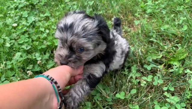 Common Black Australian Shepherd Color Patterns - PetHelpful