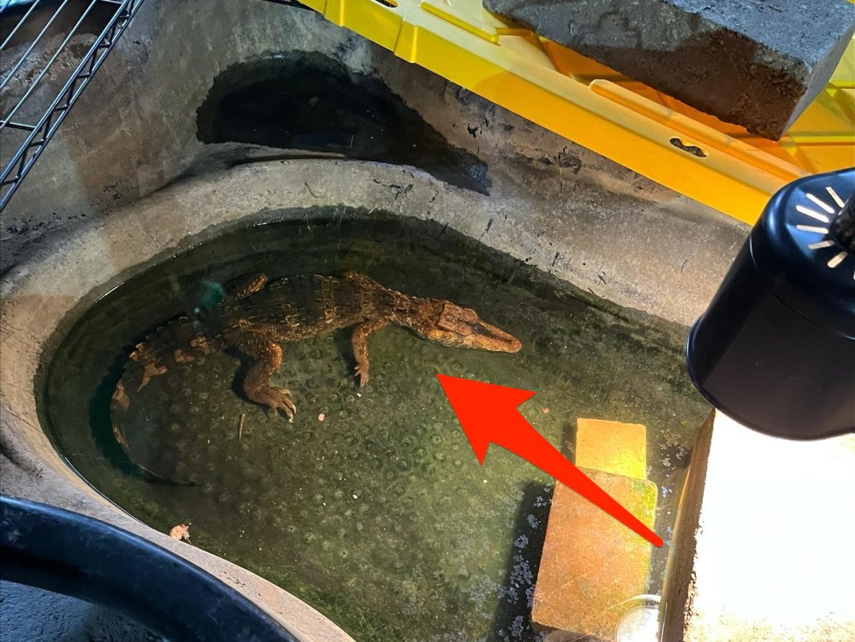 a 3-foot-long crocodile in a small pond in a basement