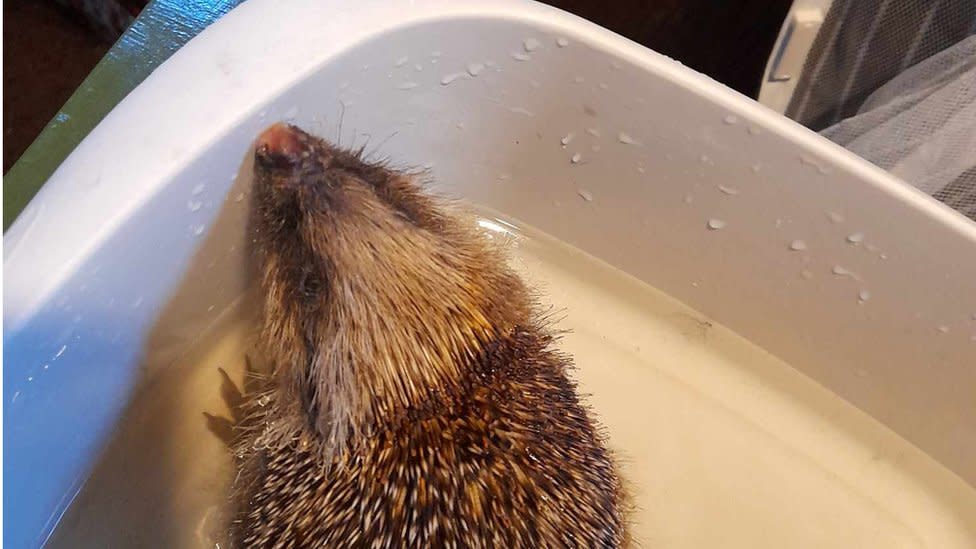 Hedgehog having a bath