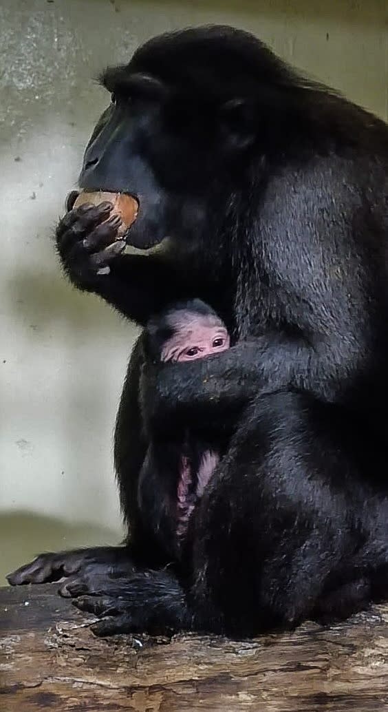 Celebes crested macaque, Dewi, carrying her infant protectively as she eats a snack at the Singapore Zoo (Photo: Mandai Wildlife Group) 