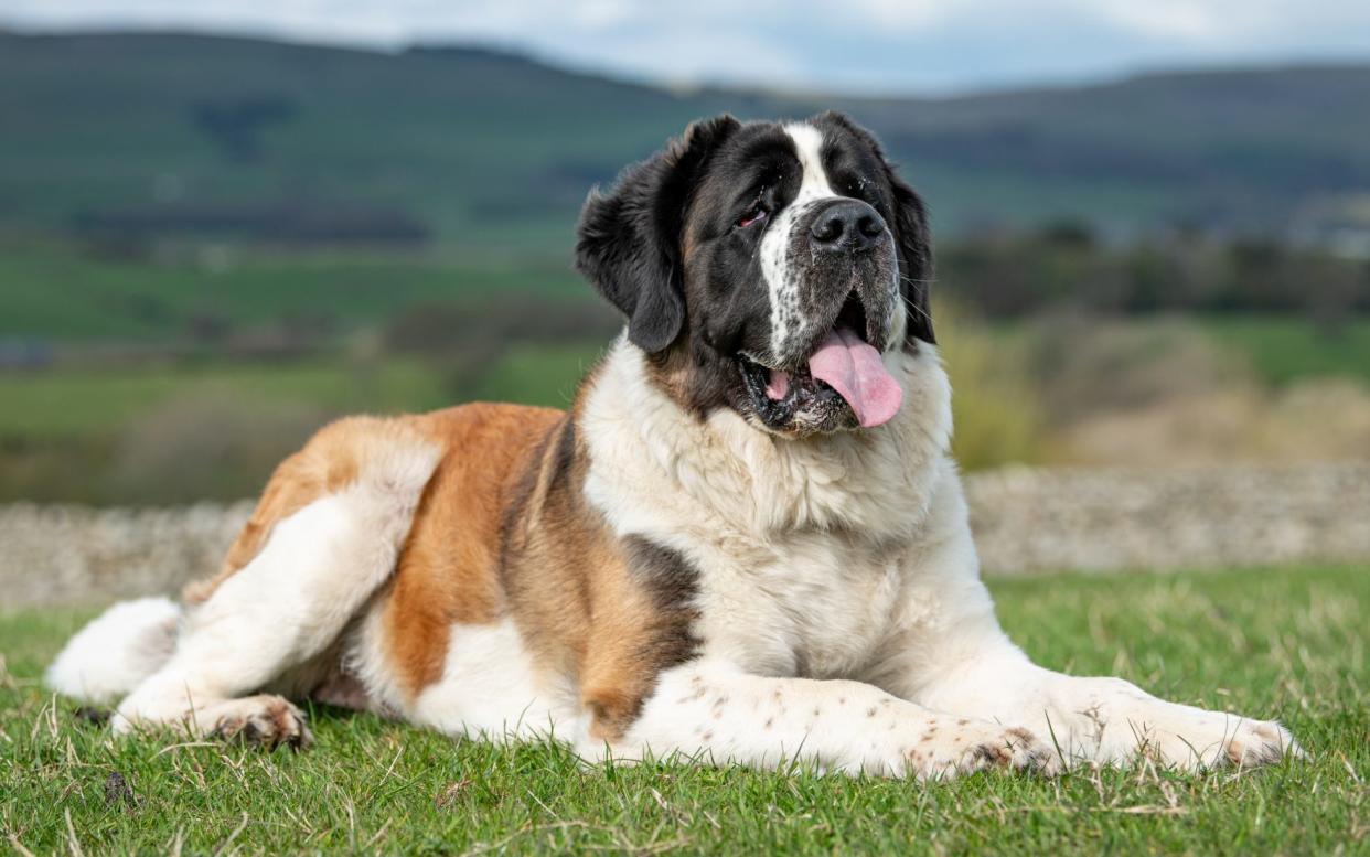 The Saint Bernard has an average lifespan of 9.3 years