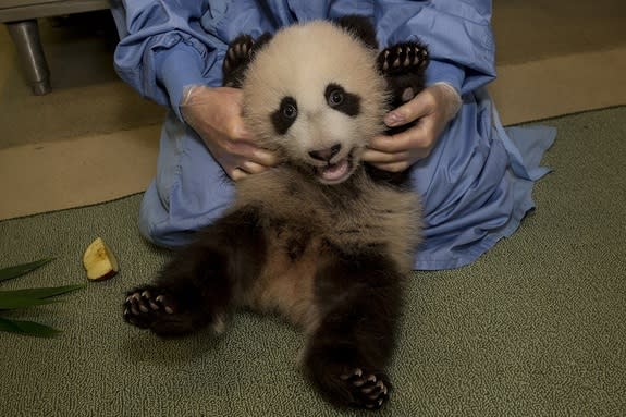 Fidgety Panda Cub Shows Off Belly