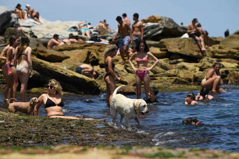 A dog cools off in the water during heatwave conditions at Bondi Beach in Sydney.