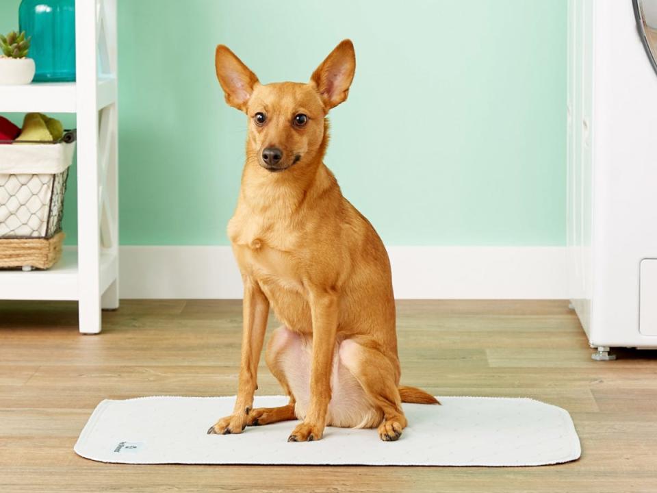 Pet Parents Washable Dog Pee Pad