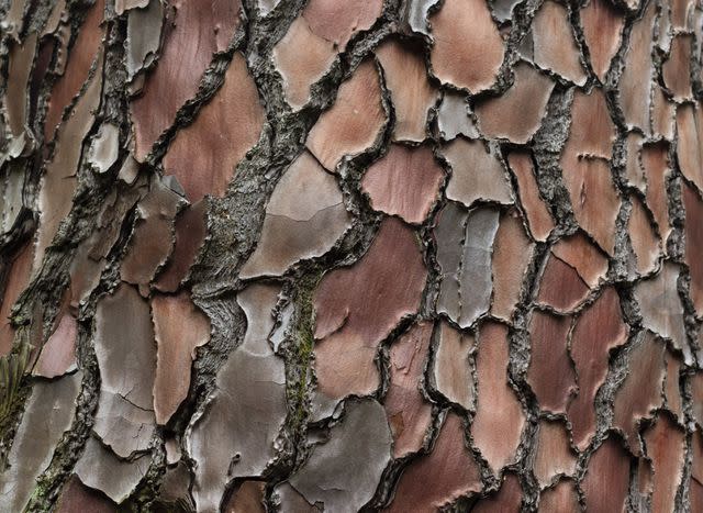 <p>Dzmitry Dzemidovich / Getty Images</p> Maritime pine bark